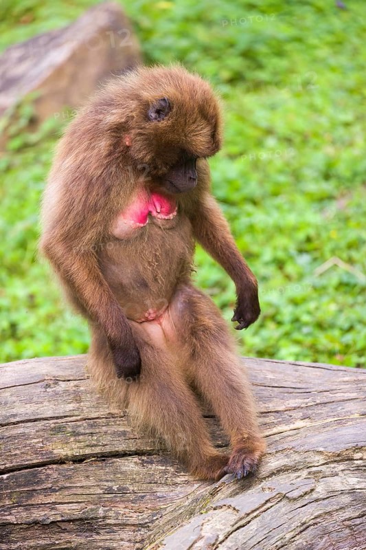 Portrait of an adult female Gelada (Theropithecus gelada), or bleeding-heart monkey, resting on a log