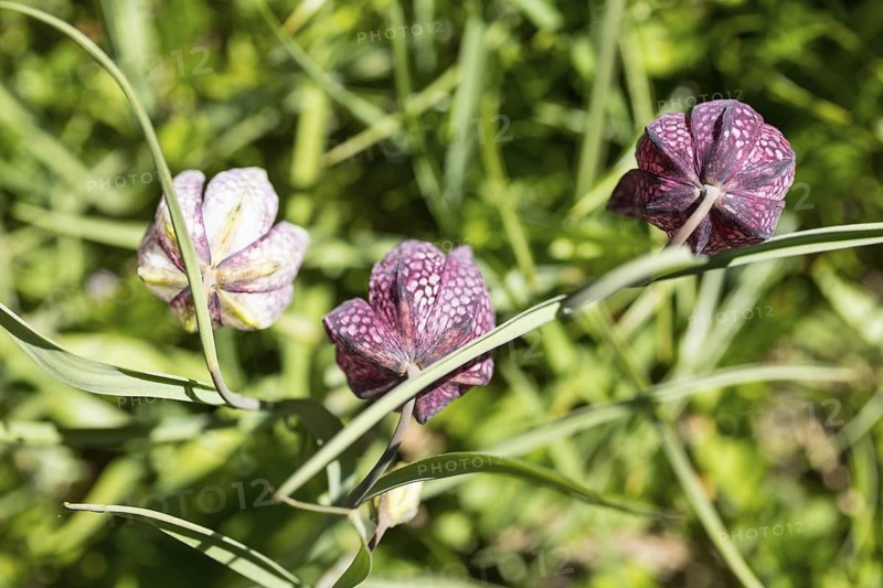 Snake's Head Fritillary (Fritillaria meleagris) in bloom, Dresden, Saxony, Germany