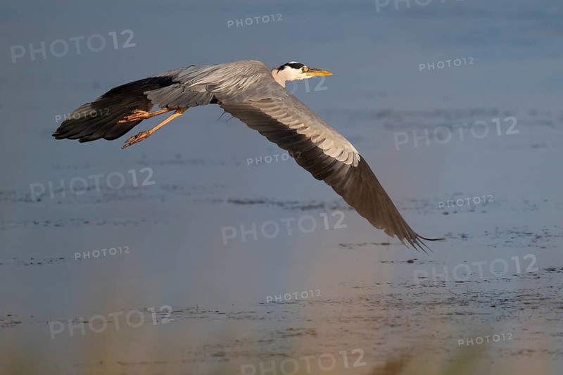 Grey heron (Ardea cinerea) in flight, animal portrait, Bagges Dæmning, Ringkøbing Fjord, Denmark
