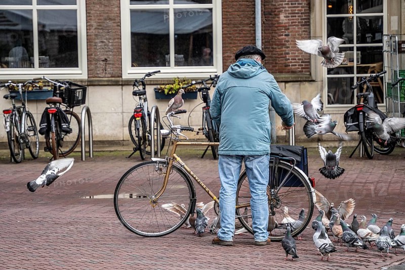 Man feeds pigeons, city pigeons, on the market square of Middelburg, Zeeland, the Netherlands, feeding is prohibited in the city to avoid overpopulation, contamination by bird droppings