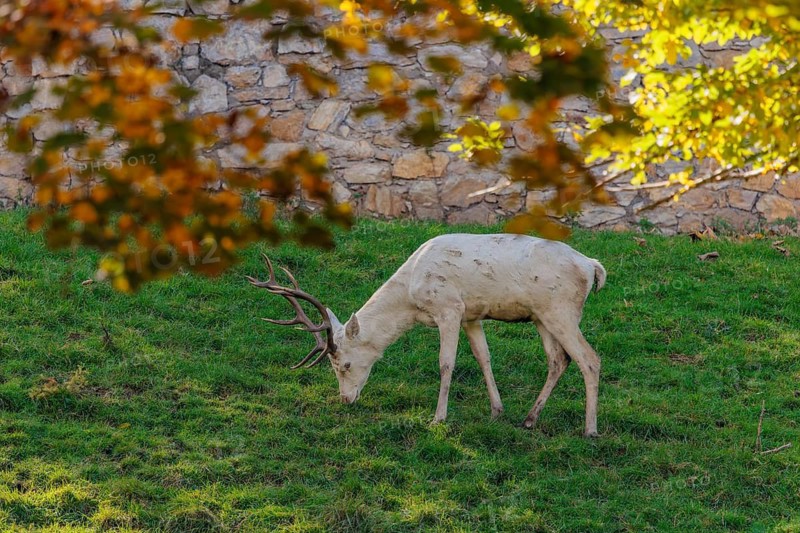 A white red deer stag (Cervus elaphus) stands on a green meadow, framed by autumnal colors