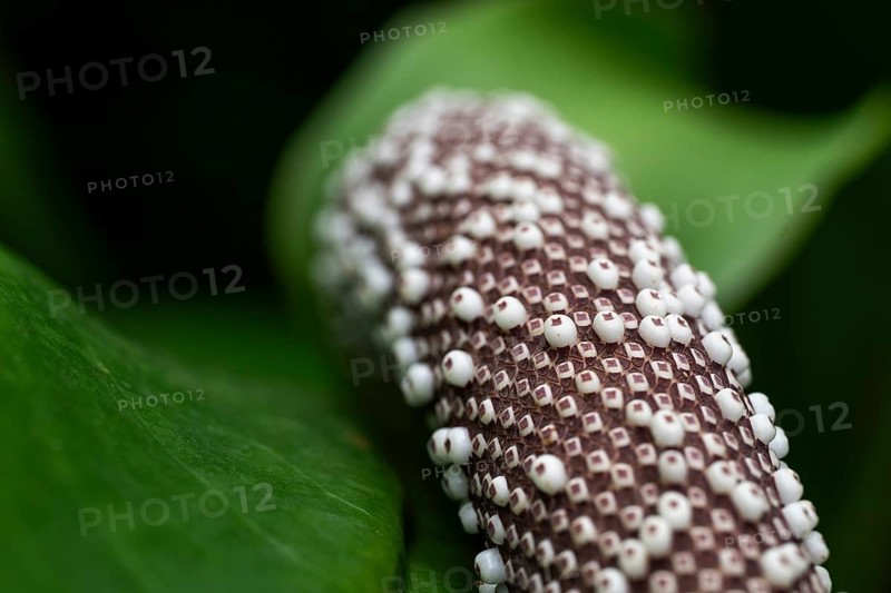 Anthurium Hookeri, close-up with patterns and textures, Princess of Wales Conservatory, Royal Botanic Gardens (Kew Gardens), UNESCO World Heritage Site, Kew, Greater London, England, United Kingdom