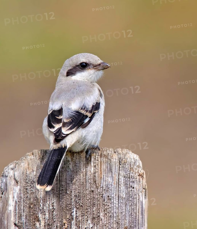 A Loggerhead Shrike, Lanius ludovicianus, perched on a fence post near Saskatoon, Saskatchewan