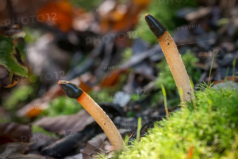 Common dog rod, dog rod, mutinus caninus, dog stinkhorn, fungi, fungi, mushrooms