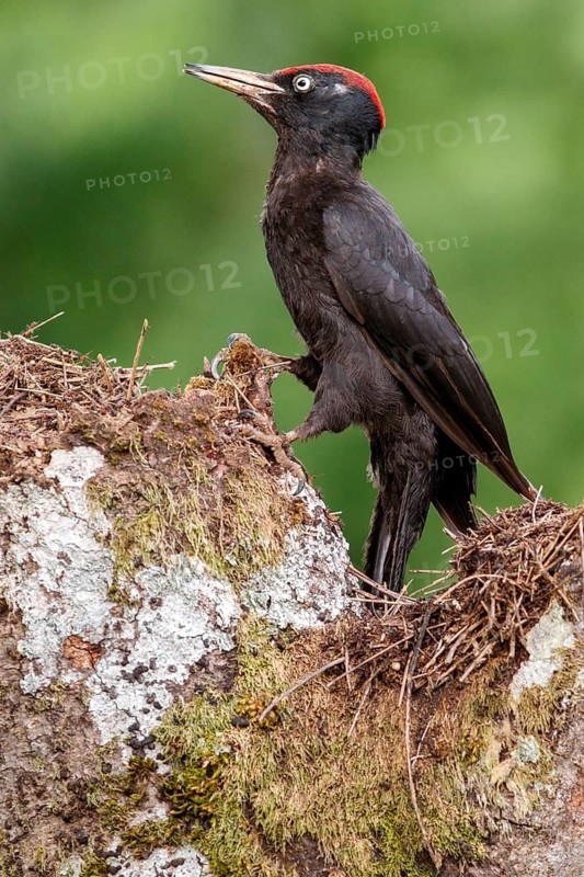 Black woodpecker (Dryocopus martius), male on forest, Castile and Leon, Spain