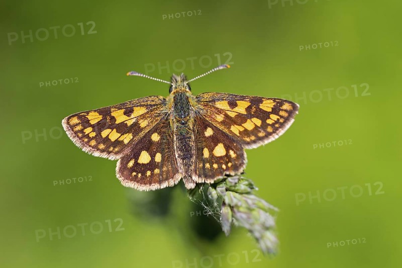 Chequered skipper, (Carterocephalus palaemon), Colourful Chequered skipper, Animals, Insects, Butterfly, Butterfly, Alsenz, Rhineland-Palatinate, Federal Republic of Germany