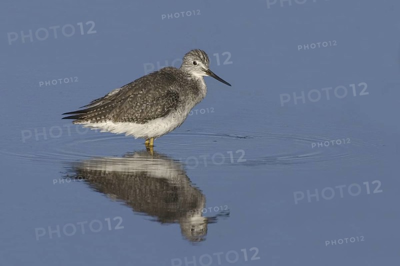 Greater Yellowlegs (Tringa melanoleuca), New Mexico, USA