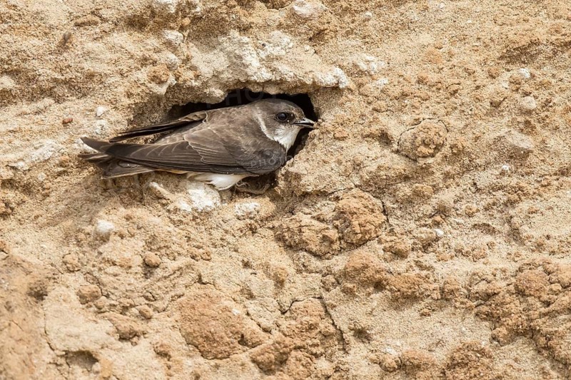 Sand Martin (Riparia riparia) at nesting wall, North Rhine-Westphalia, Germany