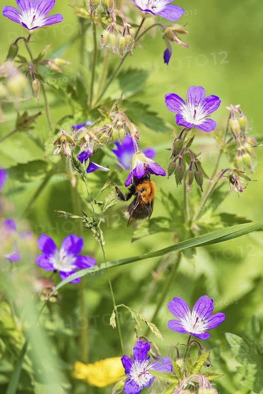Flowering Wood cranesbill (Geranium sylvaticum) wildflower with a pollinating bumblebee on a sunny summer meadow