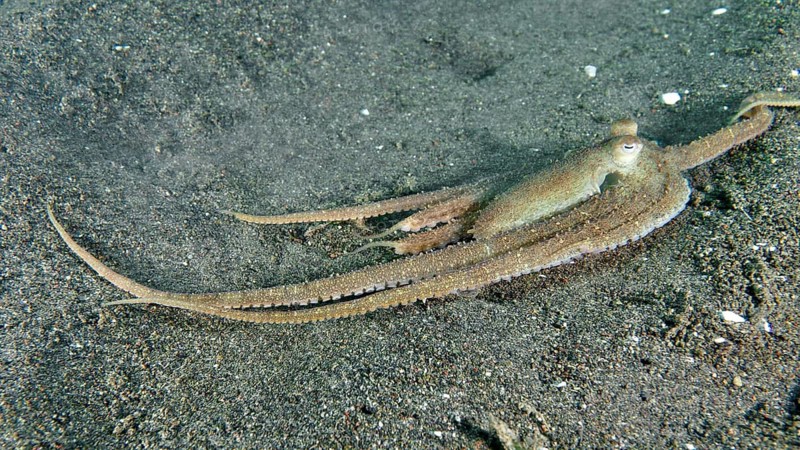 A marbled octopus (Amphioctopus aegina) moves purposefully across the sandy seabed, Puri Jati dive site, Umeanyar, Bali, Indonesia