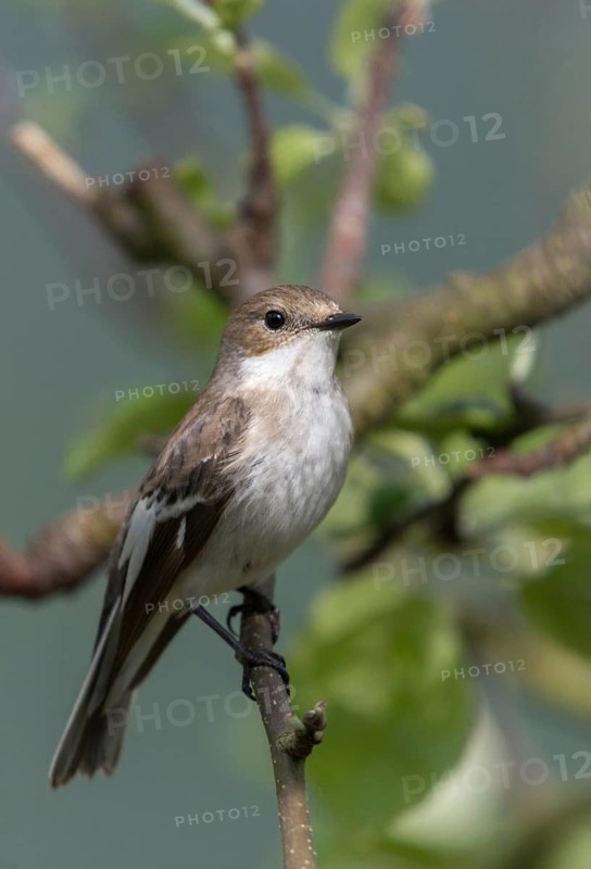 Ficedula hypoleuca, pied flycatcher, mourning snapper, mourning snapper, birds, high size, portrait format, male, passeri, songbirds, birds