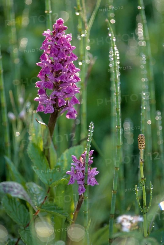 Broad-leaved fingerroot, broad-leaved marsh orchid, dactylorhiza majalis, orchid herb, orchidaceae, orchids, orchids, orchids, broad-leaved marsh orchid, fan orchid, flora, high size, portrait, plants, plants