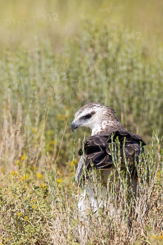 Martial Eagle (Polemaetus bellicosus). Immature. Kalahari Desert, Kgalagadi Transfrontier Park, South Africa