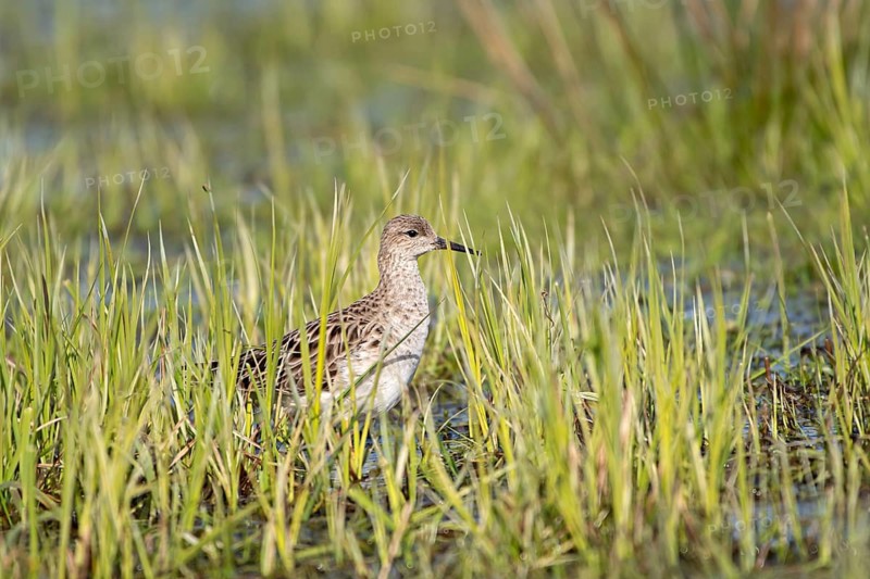 Ruff (Philomachus pugnax), female, Ochsenmoor, Dümmer, Lemförde, Lower Saxony, Germany