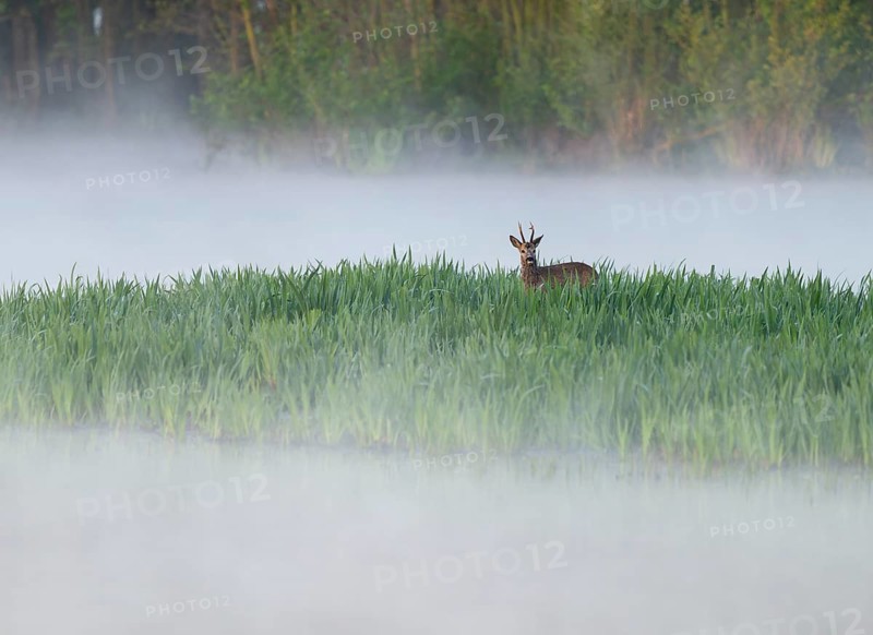 Roe deer (Capreolus capreolus), roe buck in winter coat, winter cover standing in a wet meadow, in a wetland biotope at a lake, morning mist, fog, wildlife, Lower Saxony, Germany