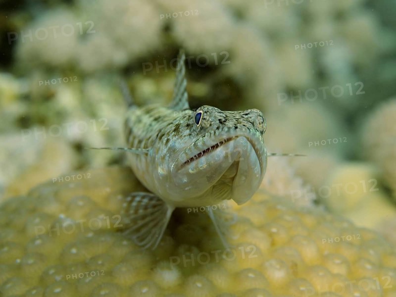 Reef lizardfish (Synodus variegatus)