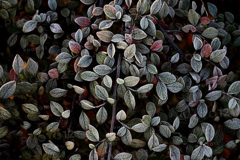 Close-up of Cotoneaster leaves, displaying a delicate frost layer and subtle autumn colors. The textured foliage creates a captivating natural pattern