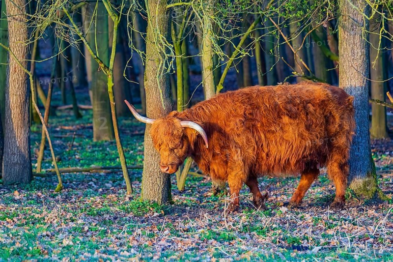 One Highland cow (Bos (primigenius) taurus) stands at a forest edge
