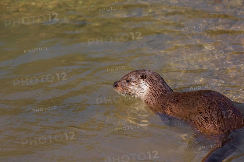 One Eurasian otter (Lutra lutra), swims in a small river