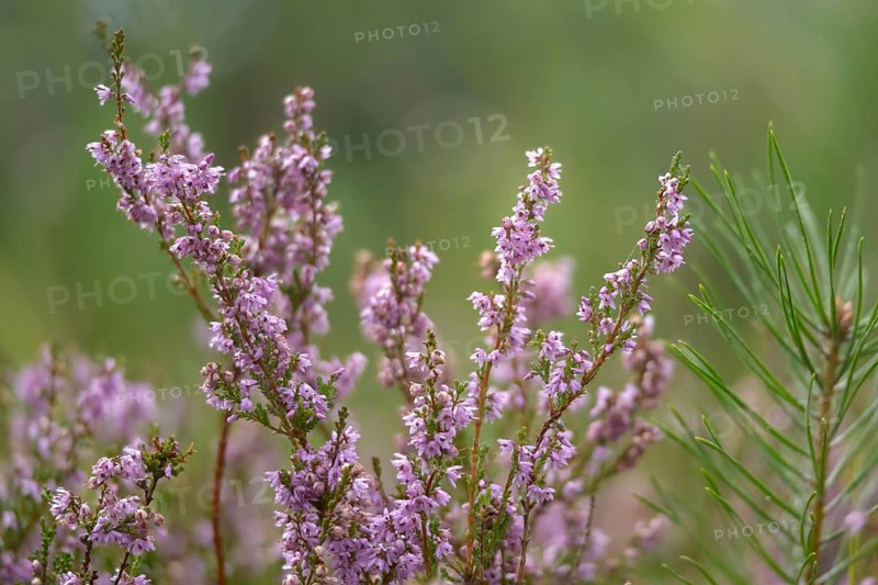 Broomheather, Calluna vulgaris, Ericaceae, heather, common heather, flora, heather, ling, plants, simply heather