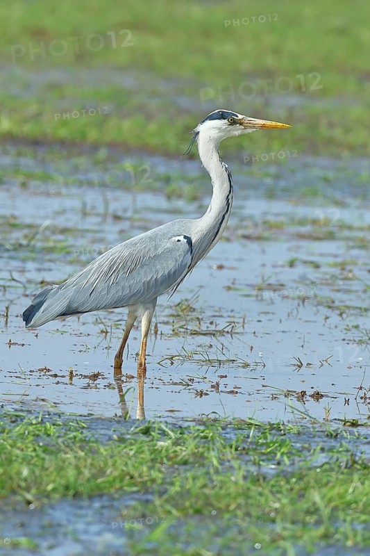 Grey heron (Ardea cinerea), standing in the shallow water of a moor, Ochsenmoor, Dümmer See, Hüde, Lower Saxony, Germany