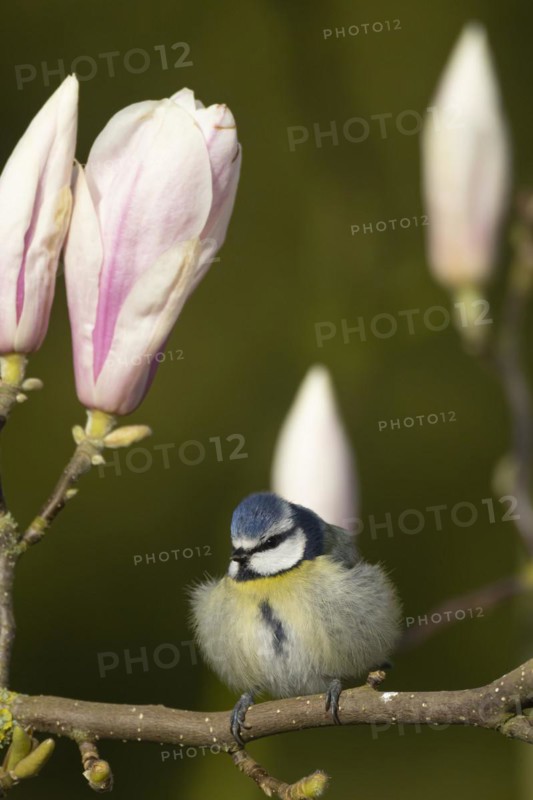 Blue tit (Cyanistes Caeruleus) adult bird on a garden Magnolia tree branch with blossom in spring, England, United Kingdom