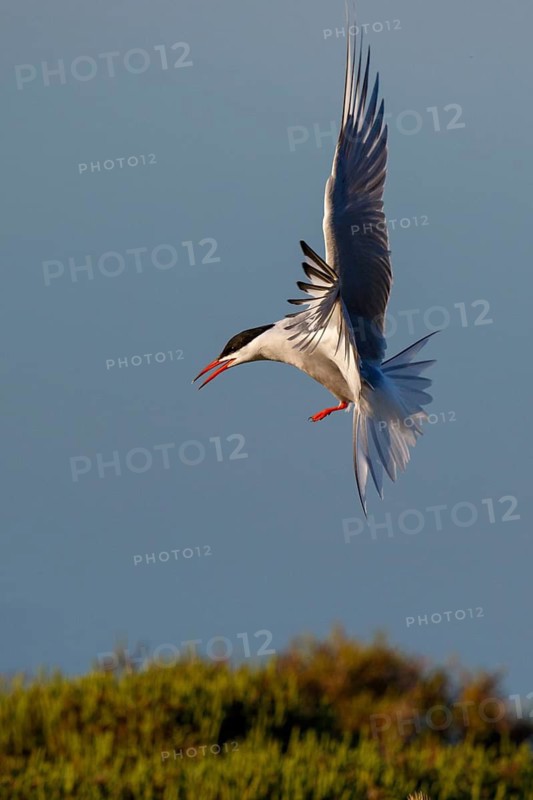 Common Tern (Sterna hirundo) calling in flight, Greece
