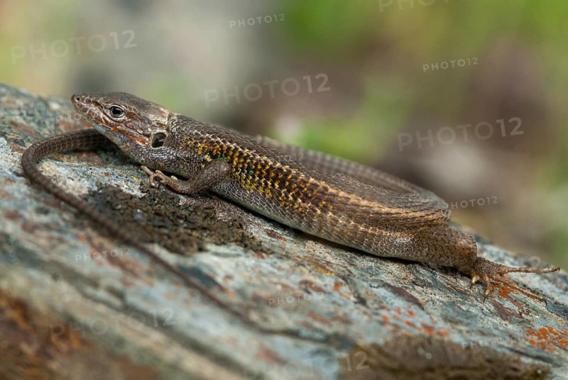 Algerian Sand Racer, Algerian Sandstrider, Psammodromus Algirus, Critters, Lizards, Extremadura, Reptilia, Reptilia, Reptiles, Sleep, Spain