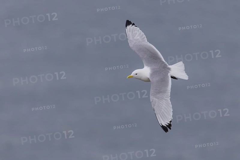Black-legged kittiwake (Rissa tridactyla), in flight, Ekkeroy, Varangerfjord, Norway