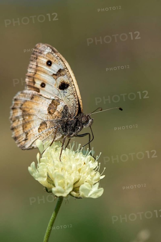 Alpine Witch, Mountain Witch, Chazara Briseis, Hermit, Steppe Porter, Butterfly, High Size, Portrait, Insects, Butterflies, Butterflies
