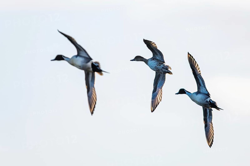 Northern Pintail, Anas acuta, Birds in flight over marshes