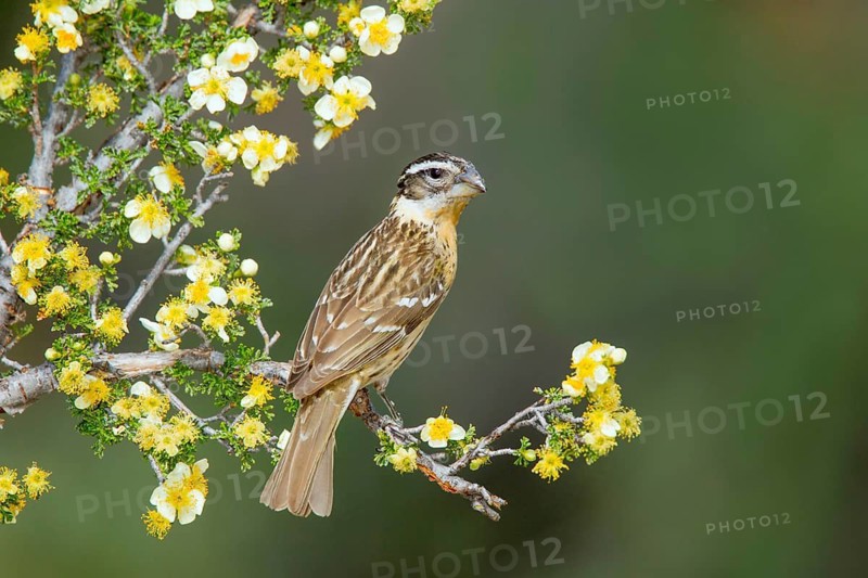 Black-headed Grosbeak Pheucticus melanocephalus Madera Canyon, Santa Cruz County, Arizona, United States 18 May Adult Female Fringillidae