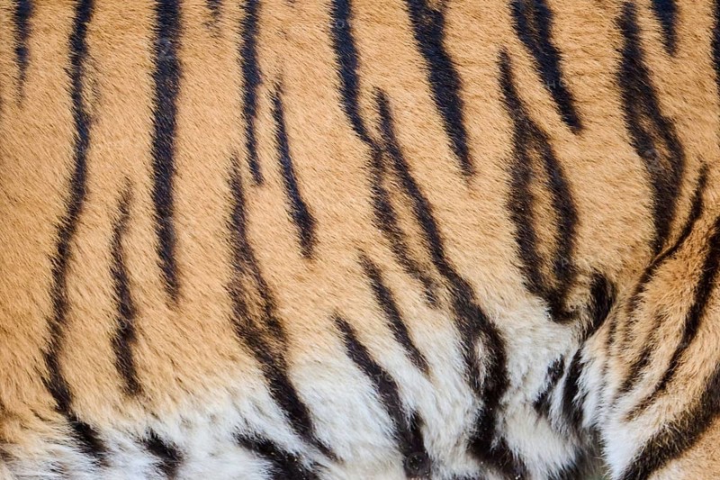 Siberian tiger (Panthera tigris altaica) fur, detail, Germany
