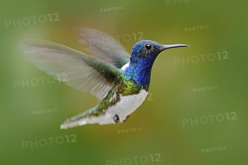 Flying hummingbird. Action scene from nature, hummingbird in fly. Hummingbird in the forest. Flying blue and white hummingbird White-necked Jacobin. Hummingbird from Ecuador, clear background