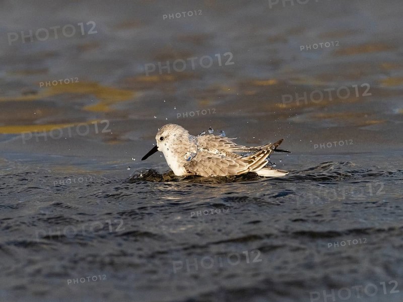 Sanderling (Calidris alba), bathing in a sea pool, island of Texel, Holland