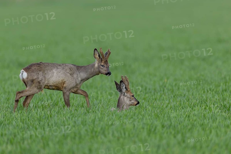 A roebuck (Capreolus capreolus) tries to make contact with another buck, the attempt is not reciprocated and the yearling moves on to graze in the field, Winterfell, April, Germany