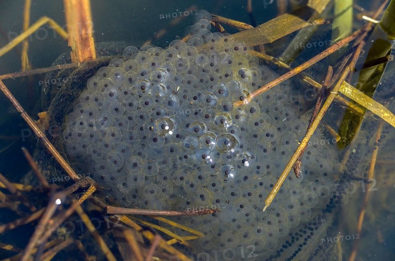 Agile frog, bufo bufo, common toad, rana dalmatina, jumping frog, amphibians, amphibians, frog, frogs, spawn, spawning balls, spawning lines, amphibians