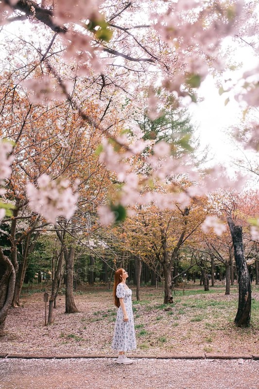 A serene scene captures a person standing under cherry blossom trees in full bloom, embodying the essence of spring in Japan. The pink petals create a dreamy atmosphere