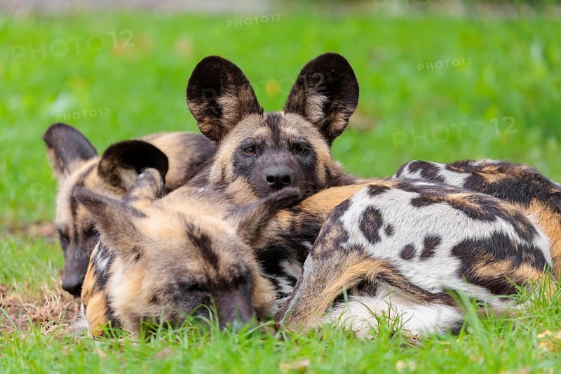 A pack of 4 African Wild Dogs, Lycaon pictus, rest on a green meadow