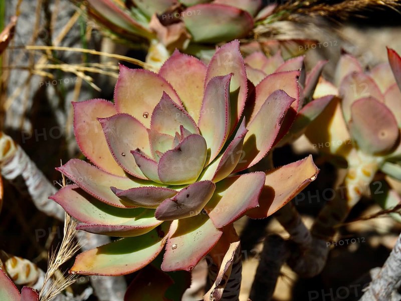 Close-up of a succulent plant, the Canary Island rose (Aeonium percarneum), with pink and green leaves, showing its natural details, Barranco de Fataga, Gran Canaria, Spain
