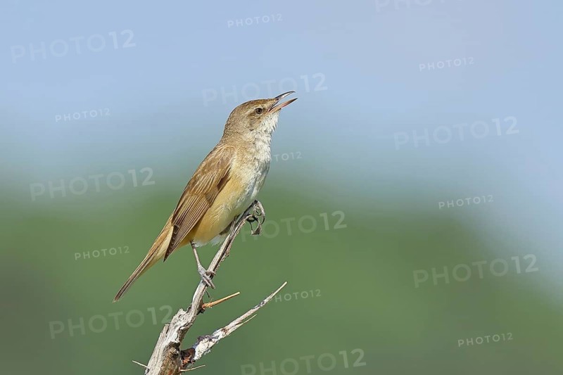 Great Reed Warbler (Acrocephalus arundinaceus) with open beak, singing, twittering, sitting on a twig, singing station, natural habitat, migratory bird, songbirds Lake Neusiedl, Burgenland, Austria