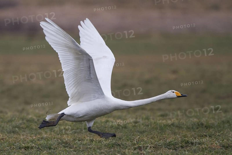 Whooper Swan (Cygnus cygnus) flying, North Rhine-Westphalia, Germany