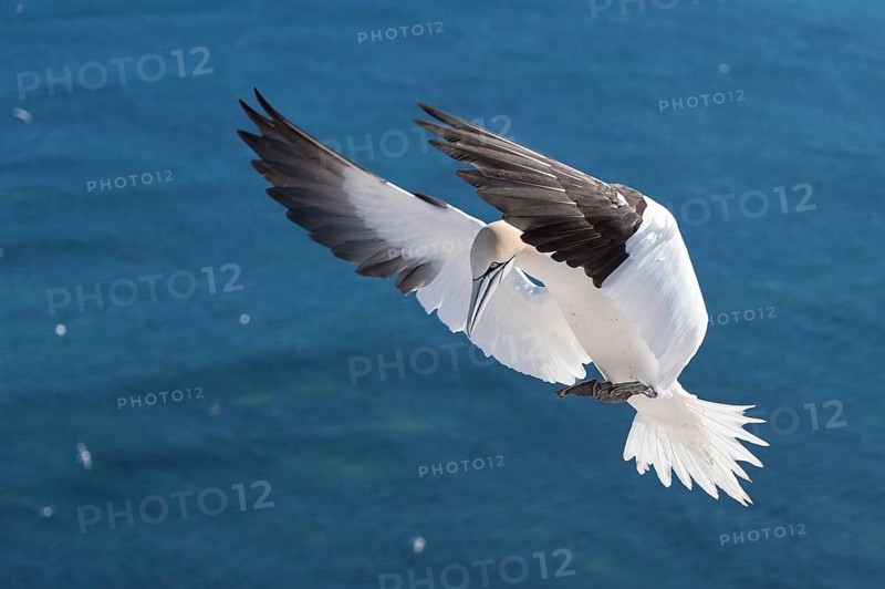 Northern Gannet (Morus bassanus) flying, Schleswig-Holstein, Germany