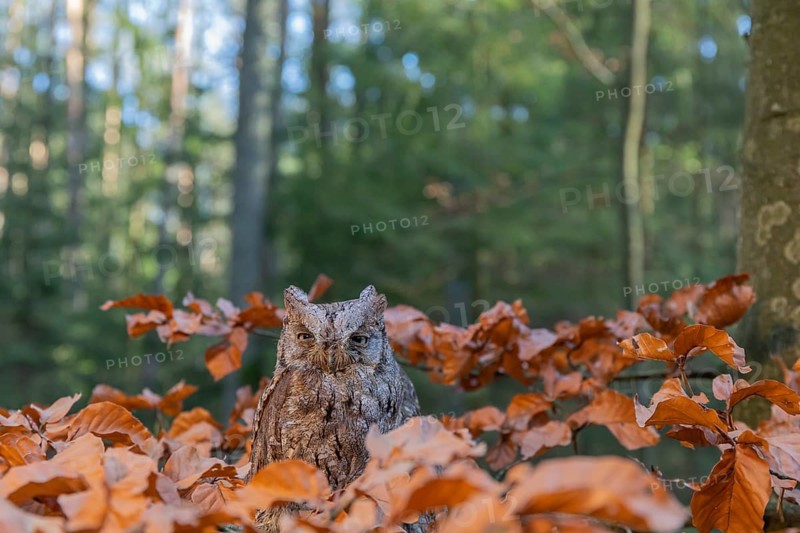 One Eurasian scops owl (Otus scops)sitting on a twig of a beech tree, embedded in brown leafs