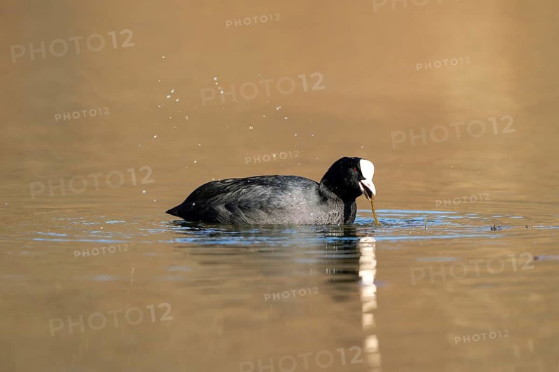 Eurasian Coot (Fulica atra), Vulkaneifel, Rhineland-Palatinate, Germany
