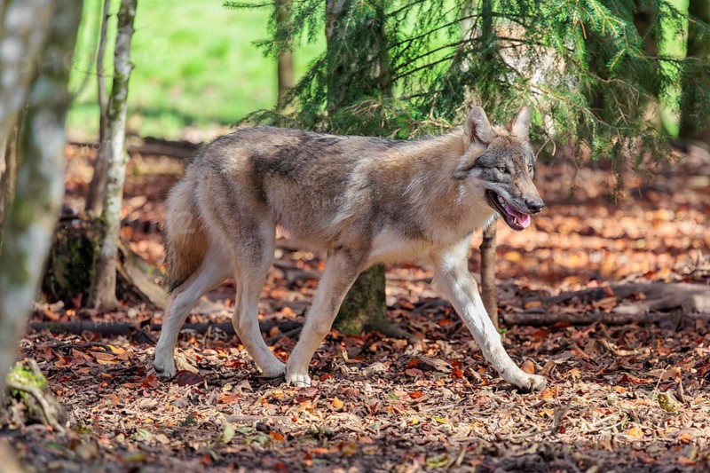 A young grey wolf (Canis lupus lupus) runs through the forest on an overcast day