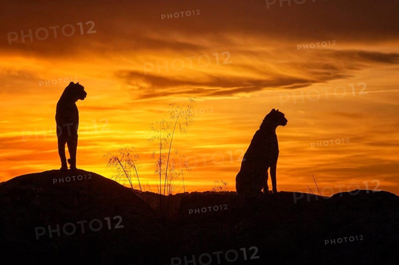 Cheetah (Acinonyx jubatus) captive, two females in sunset, Castile-La Mancha, Spain