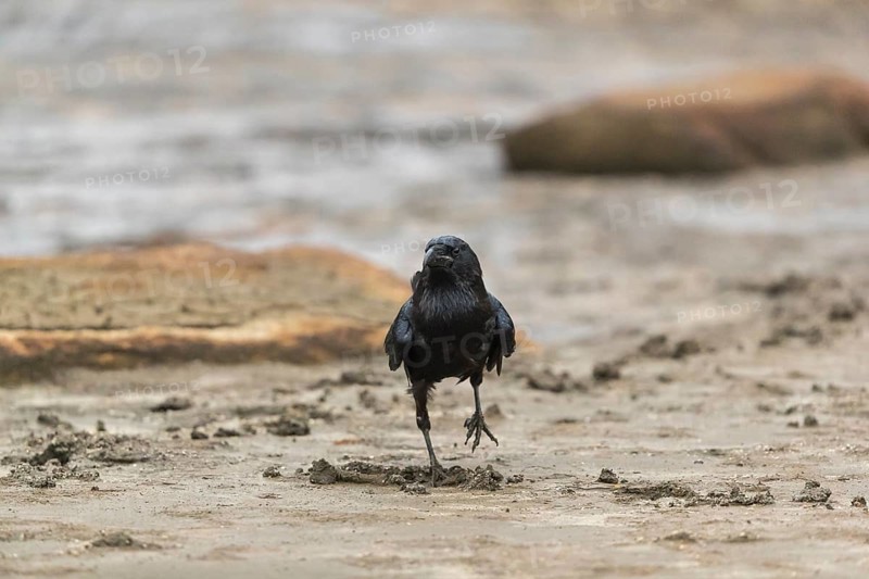 One common raven (Corvus corax) walking on a dry lakeshore on an autumnal misty cold morning