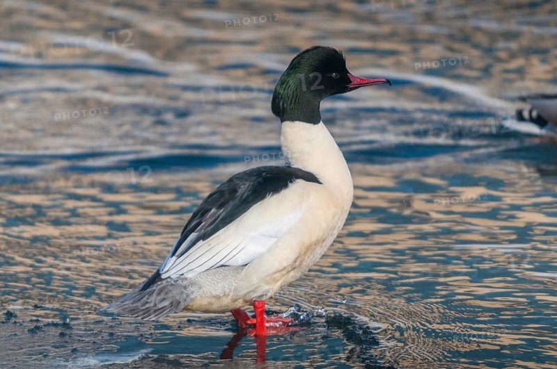 Goosander, goose säger, mergus merganser, anatidae, birds, duckbirds, male, sawyer, birds, waterbirds, waterbirds