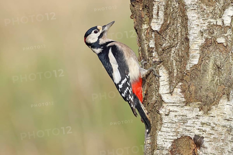 Great spotted woodpecker (Dendrocopus major), male, foraging on the trunk of a common birch (Betula pendula), wildlife, woodpeckers, nature photography, autumn, Wilnsdorf, North Rhine-Westphalia, Germany